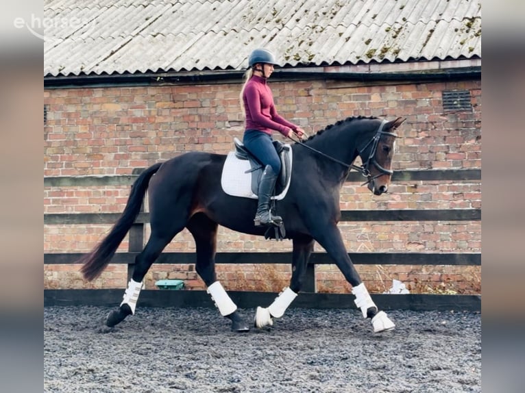 Anglo European Studbook Klacz 6 lat 160 cm Gniada in grantham
