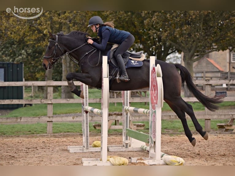 Anglo European Studbook Klacz 6 lat 160 cm Gniada in grantham