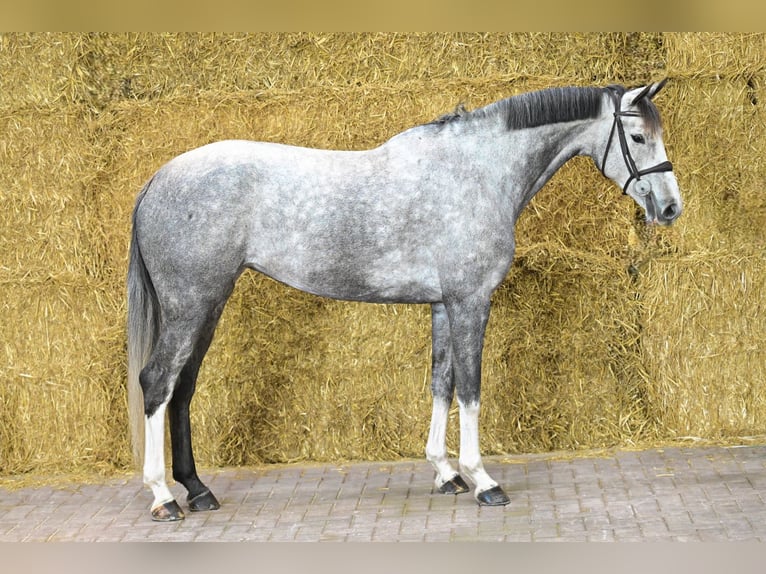Anglo European Studbook Klacz 6 lat 162 cm Siwa in Bladel