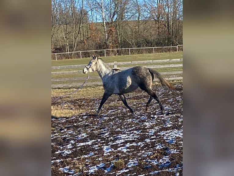 Anglo European Studbook Klacz 6 lat 168 cm Bułana in Jankov