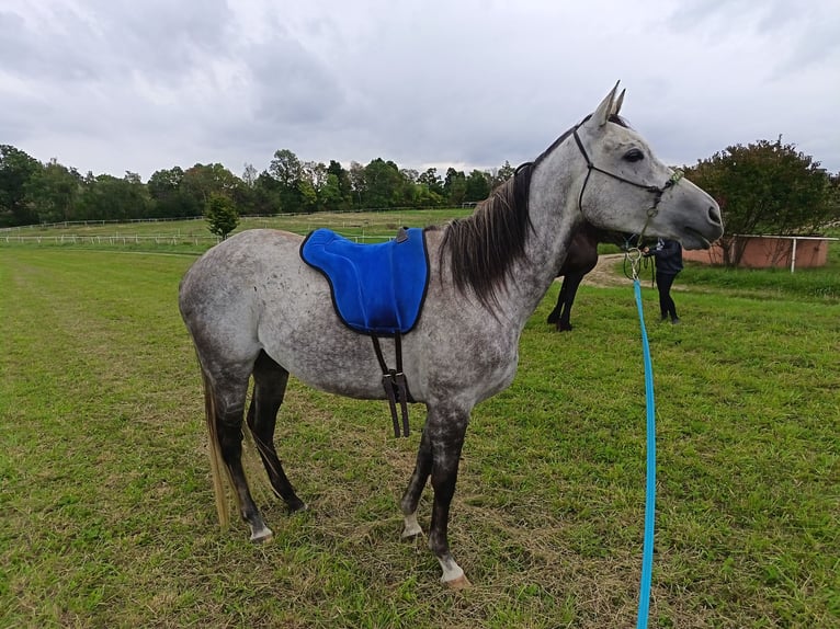 Anglo European Studbook Klacz 6 lat 168 cm Bułana in Jankov