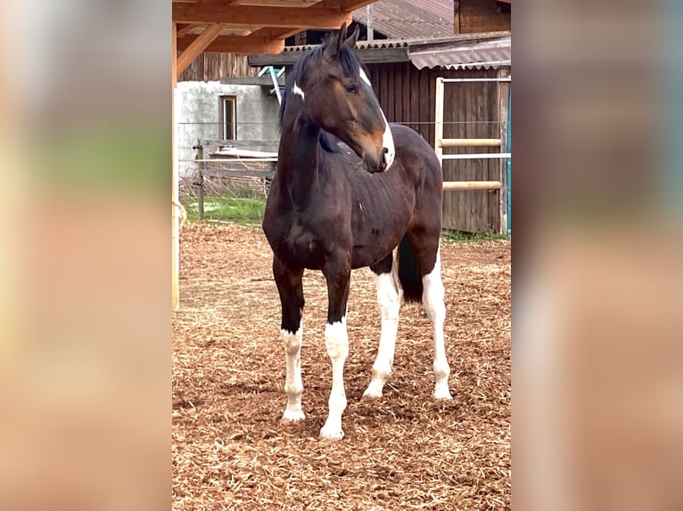 Anglo European Studbook Klacz 6 lat 169 cm Srokata in Belp
