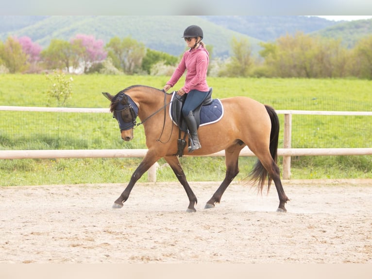 Anglo European Studbook Klacz 7 lat 148 cm Bułana in Forcalquier