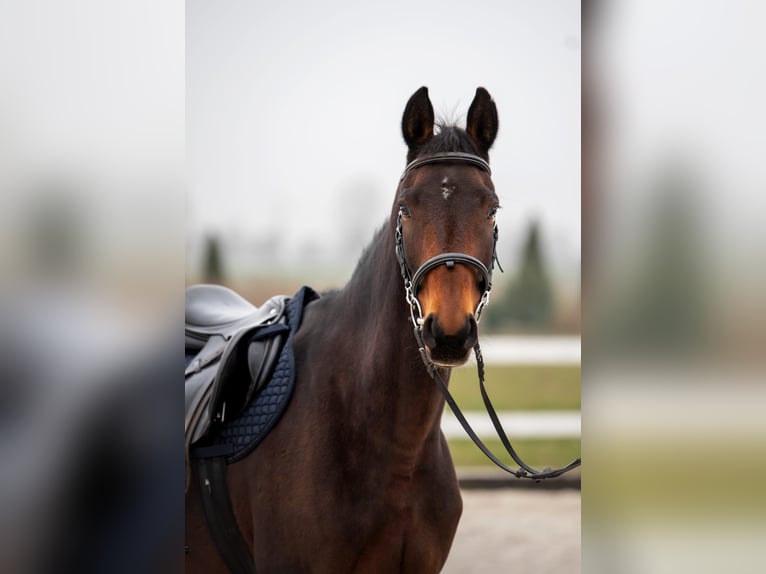 Anglo European Studbook Klacz 7 lat 160 cm Ciemnogniada in Szynkielów