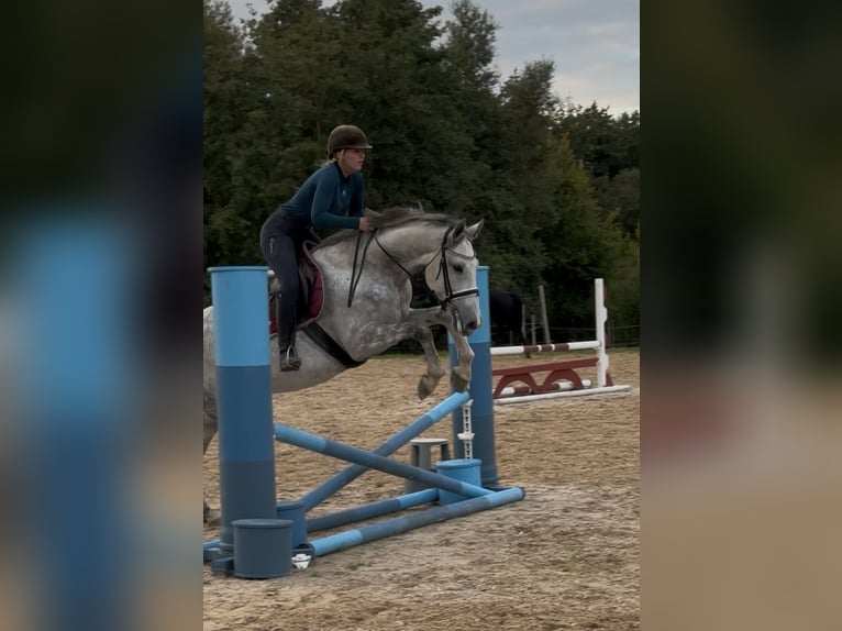 Anglo European Studbook Klacz 7 lat 170 cm Siwa jabłkowita in Würzburg