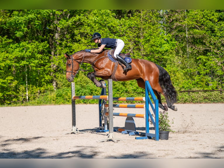 Anglo European Studbook Klacz 7 lat 172 cm Gniada in Grote-Brogel
