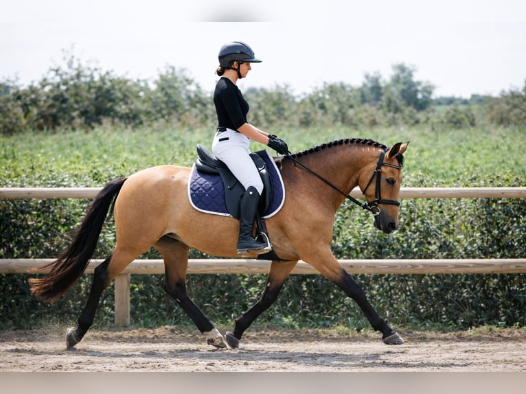 Anglo European Studbook Klacz 8 lat 148 cm Bułana in Forcalquier