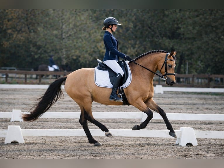 Anglo European Studbook Klacz 8 lat 148 cm Bułana in Forcalquier