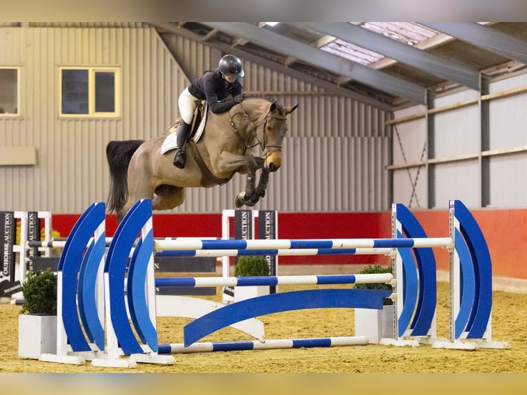 Anglo European Studbook Klacz 8 lat 164 cm  in Waddinxveen