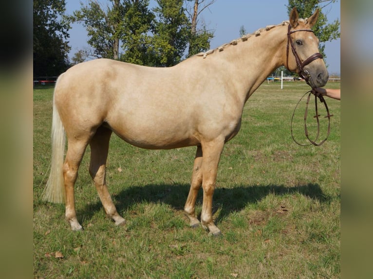Anglo European Studbook Klacz 9 lat 165 cm Izabelowata in Naundorf