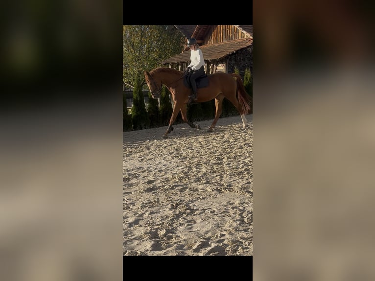 Anglo European Studbook Klacz 9 lat 180 cm Ciemnokasztanowata in Murska Sobota