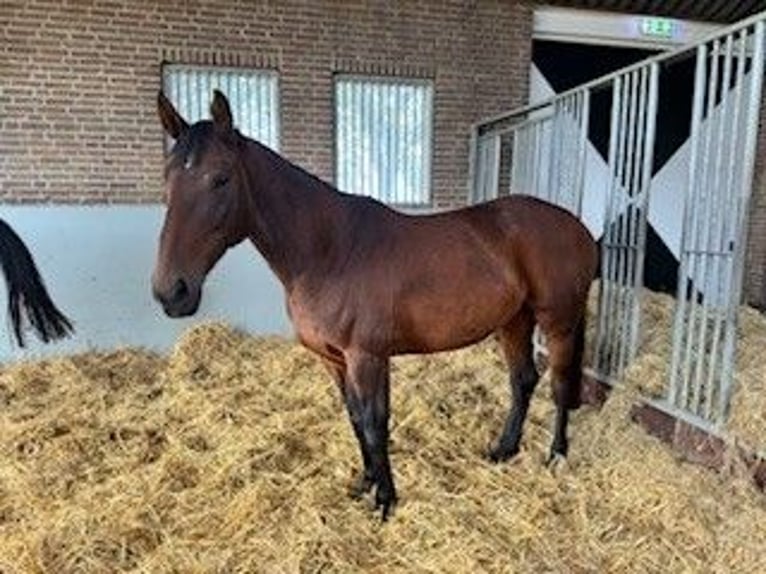 Anglo European Studbook Klacz 9 lat Ciemnogniada in Dinteloord
