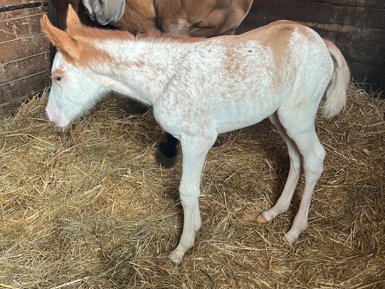 Anglo European Studbook Klacz Źrebak (04/2026) 160 cm Sabino in Lagarde