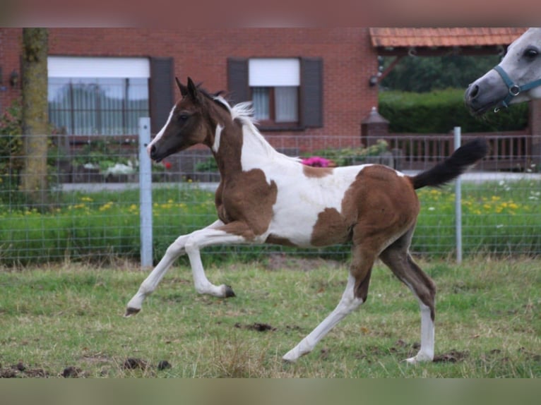 Anglo European Studbook Klacz Źrebak (05/2025) 160 cm Srokata in Westrozebeke