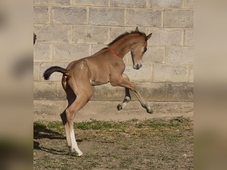 Anglo European Studbook Klacz Źrebak (05/2026) 165 cm Tarantowata in wojcieszków