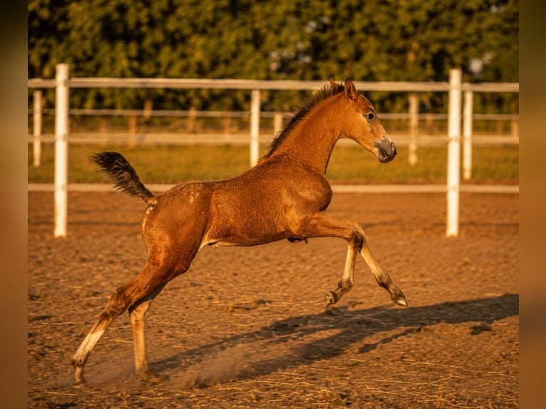 Anglo European Studbook Klacz Źrebak (05/2026) 165 cm Tarantowata in wojcieszków