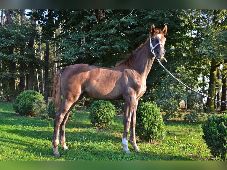 Anglo European Studbook Klacz Źrebak (03/2024) Siwa w hreczce in Opole