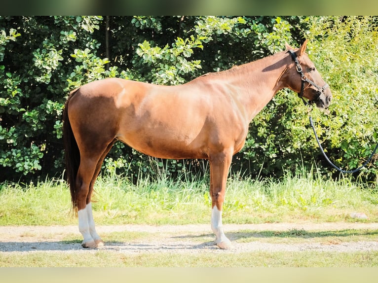 Anglo European Studbook Mare 10 years 16 hh Chestnut-Red in Warsaw