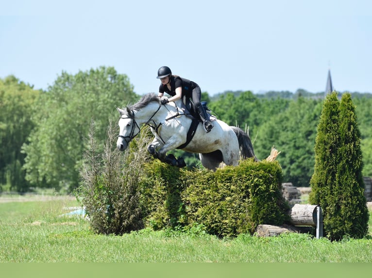 Anglo European Studbook Mare 10 years 17,1 hh Gray-Dapple in Groß-Umstadt