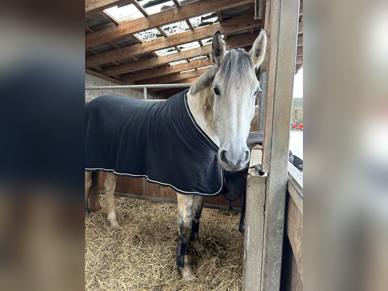 Anglo European Studbook Mare 10 years 17,1 hh Gray-Dapple in Groß-Umstadt