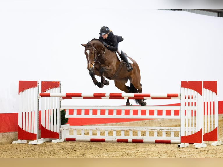 Anglo European Studbook Mare 10 years 17 hh Brown in Waddinxveen