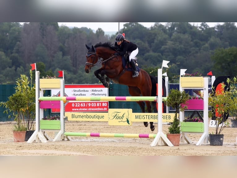 Anglo European Studbook Mare 11 years 15.2 hh Brown in Mettmann