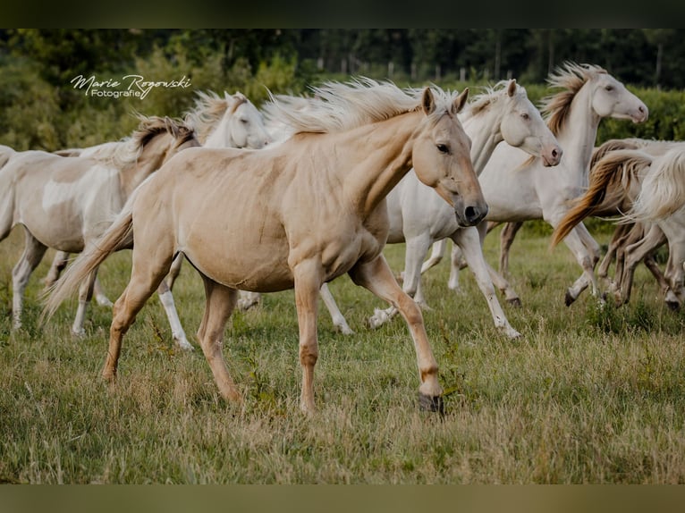 Anglo European Studbook Mare 11 years 15,1 hh Dunalino in Beaumont-Pied-de-Buf