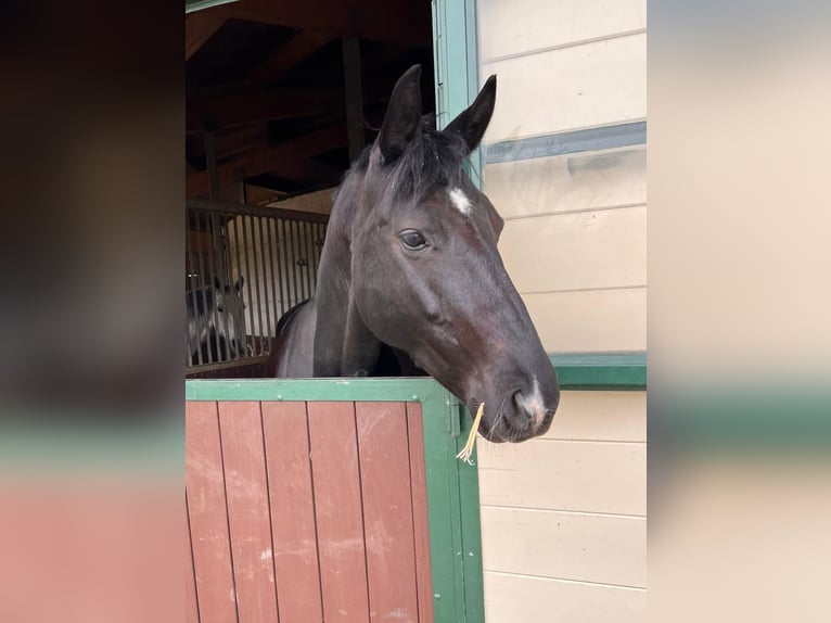 Anglo European Studbook Mare 11 years 16,1 hh Black in Butzbach