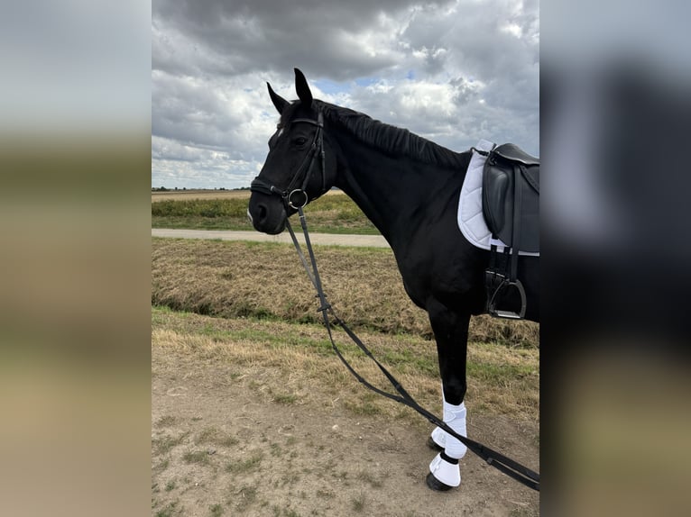 Anglo European Studbook Mare 11 years 16,1 hh Black in Butzbach