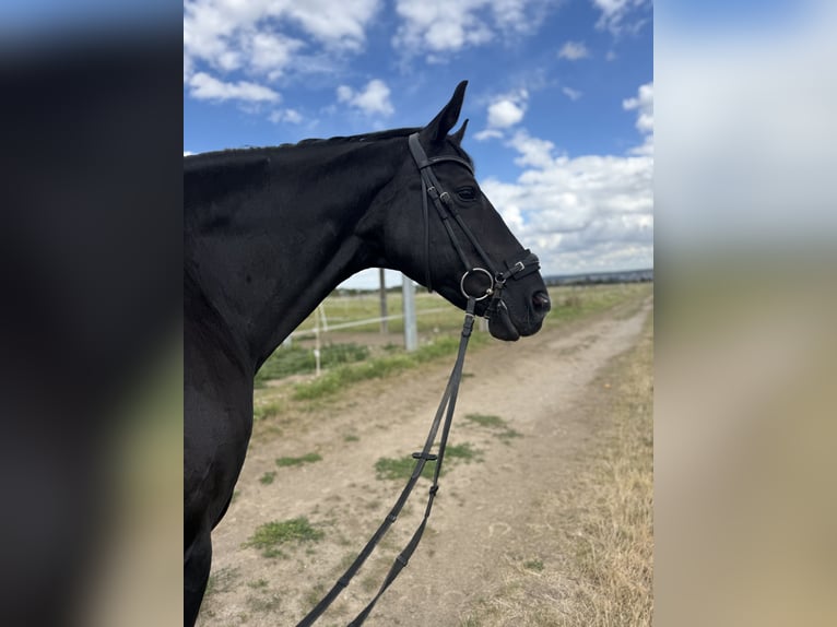 Anglo European Studbook Mare 11 years 16,1 hh Black in Butzbach