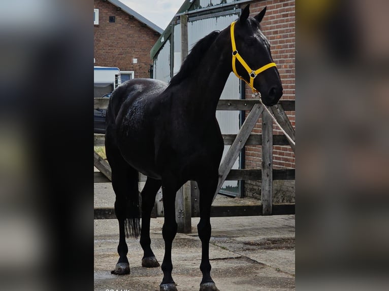 Anglo European Studbook Mare 11 years 16,1 hh in Someren