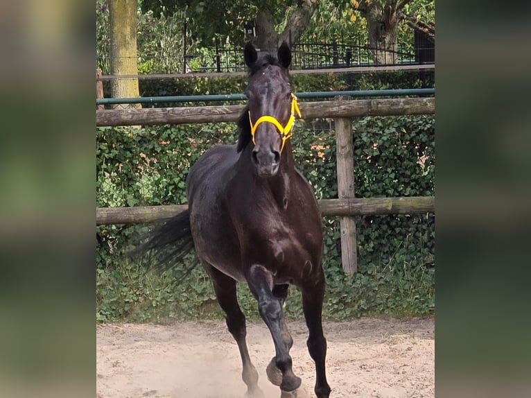 Anglo European Studbook Mare 11 years 16,1 hh in Someren