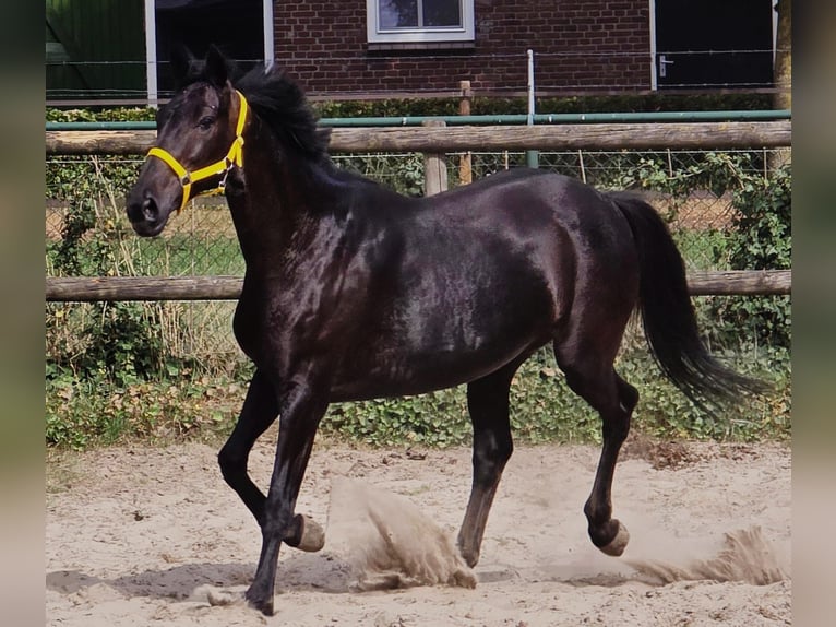 Anglo European Studbook Mare 11 years 16,1 hh in Someren
