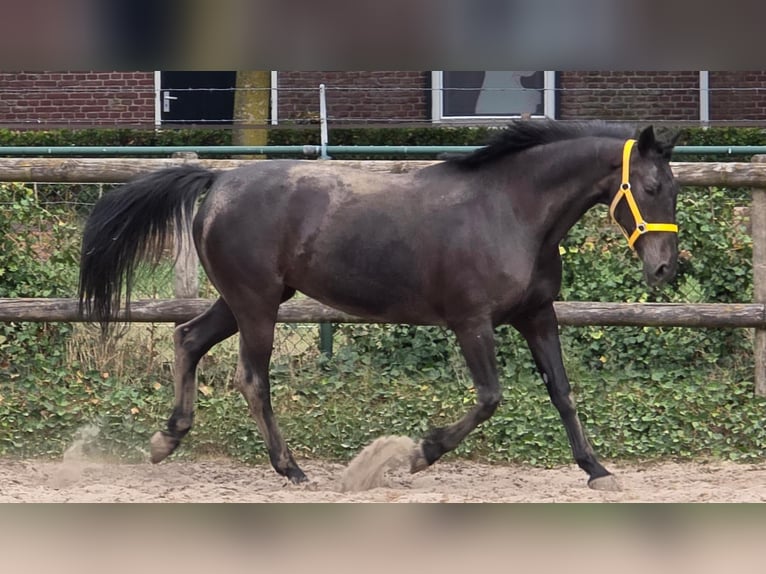 Anglo European Studbook Mare 11 years 16,1 hh in Someren