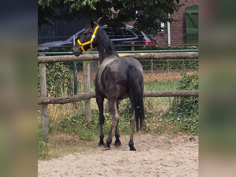 Anglo European Studbook Mare 11 years 16,1 hh in Someren