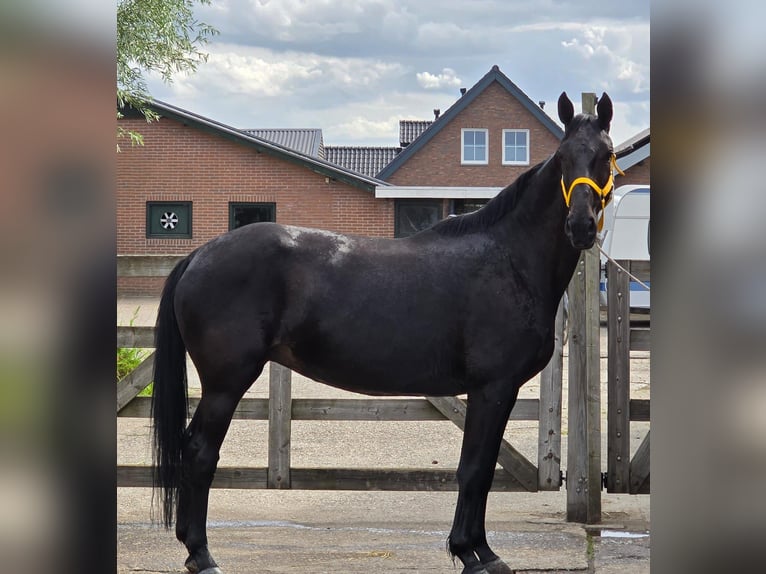 Anglo European Studbook Mare 11 years 16,1 hh in Someren