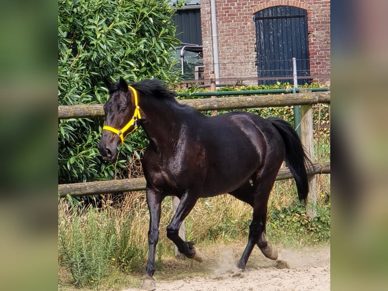 Anglo European Studbook Mare 11 years 16,1 hh in Someren