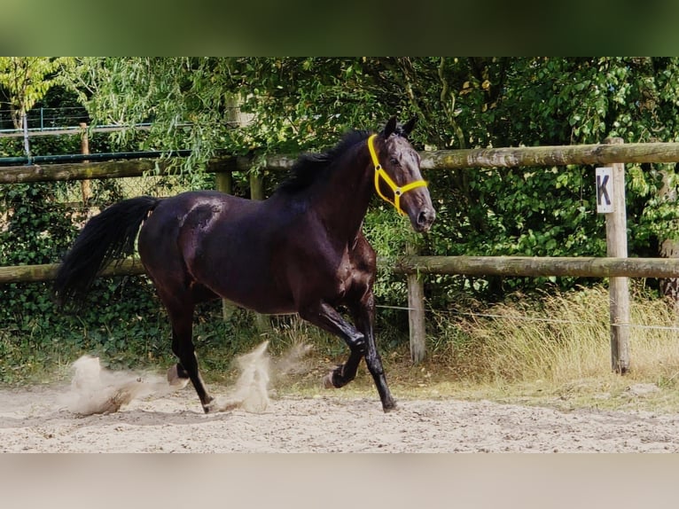 Anglo European Studbook Mare 11 years 16,1 hh in Someren