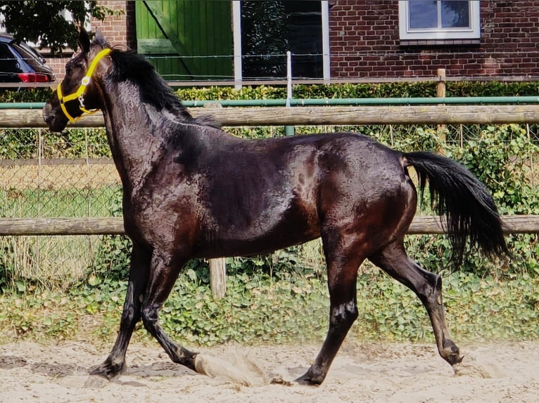 Anglo European Studbook Mare 11 years 16,1 hh in Someren
