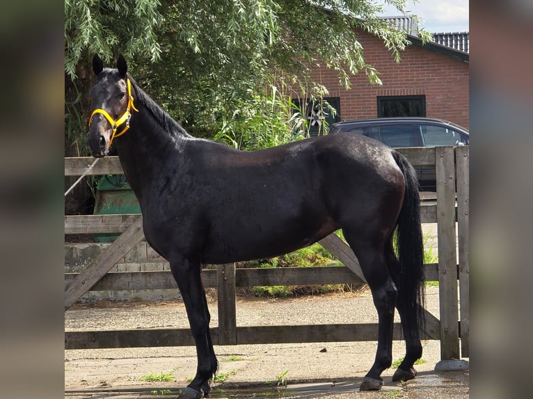Anglo European Studbook Mare 11 years 16,1 hh in Someren