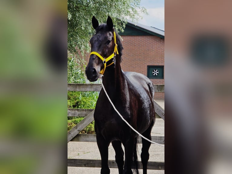 Anglo European Studbook Mare 11 years 16,1 hh in Someren