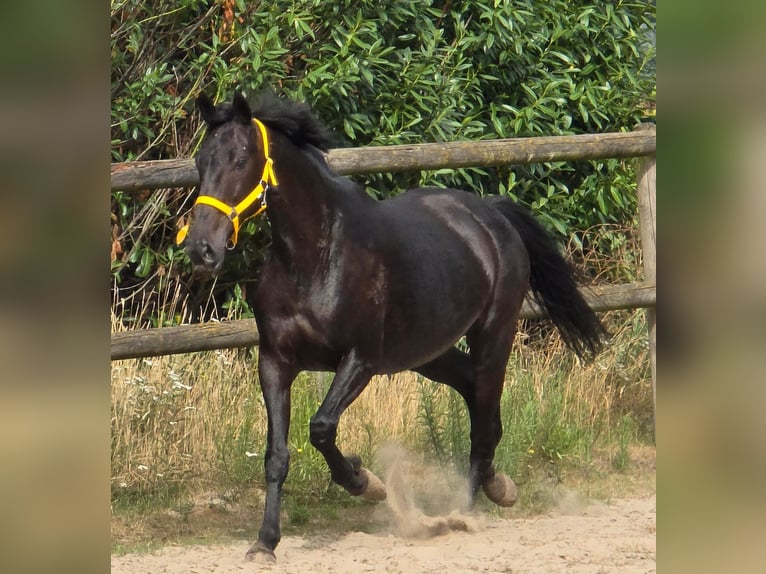 Anglo European Studbook Mare 11 years 16,1 hh in Someren