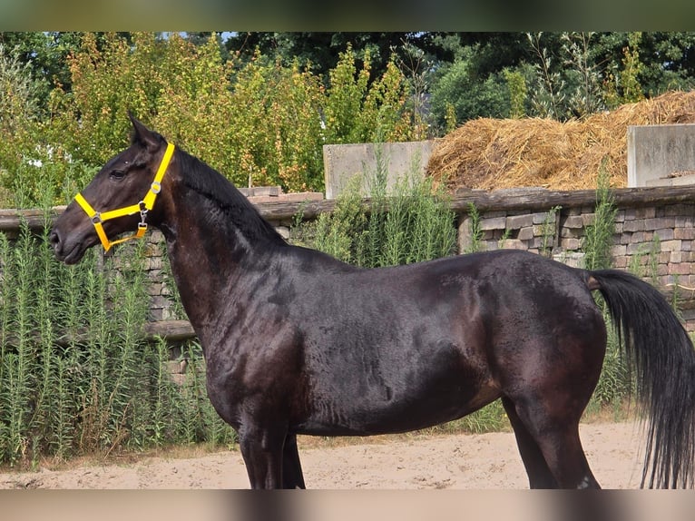 Anglo European Studbook Mare 11 years 16,1 hh in Someren