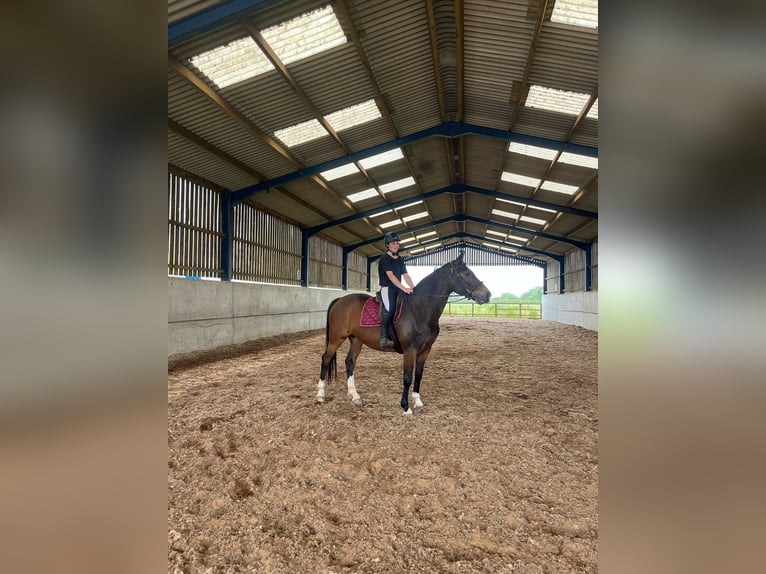 Anglo European Studbook Mare 12 years 16 hh Bay in Gloucestershire,UK