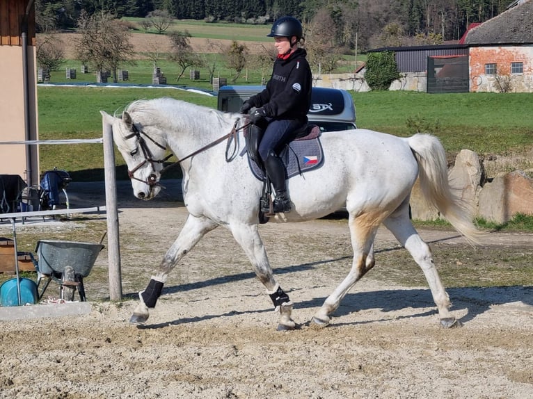 Anglo European Studbook Mare 13 years 17,1 hh Gray in Windhaag bei Perg