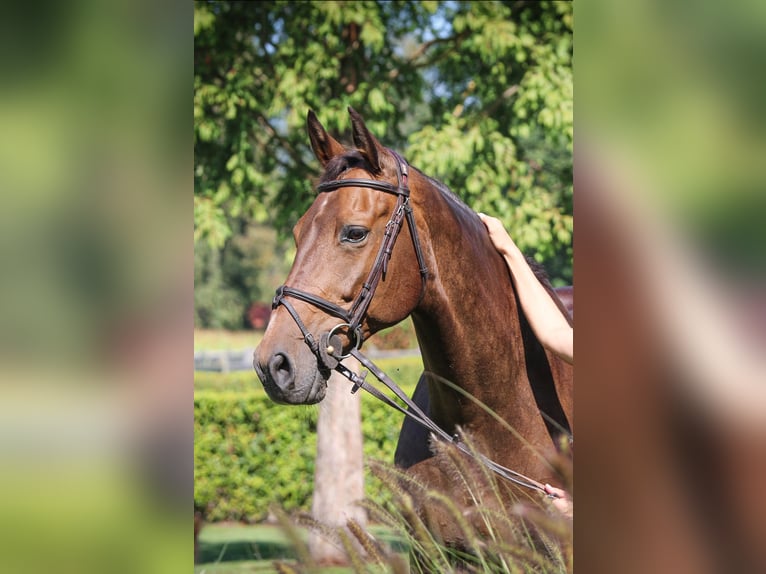 Anglo European Studbook Mare 14 years 16.1 hh Bay-Dark in Haneffe