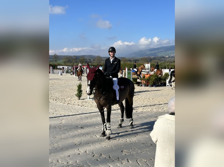 Anglo European Studbook Mare 14 years 16,2 hh Brown in Sonceboz