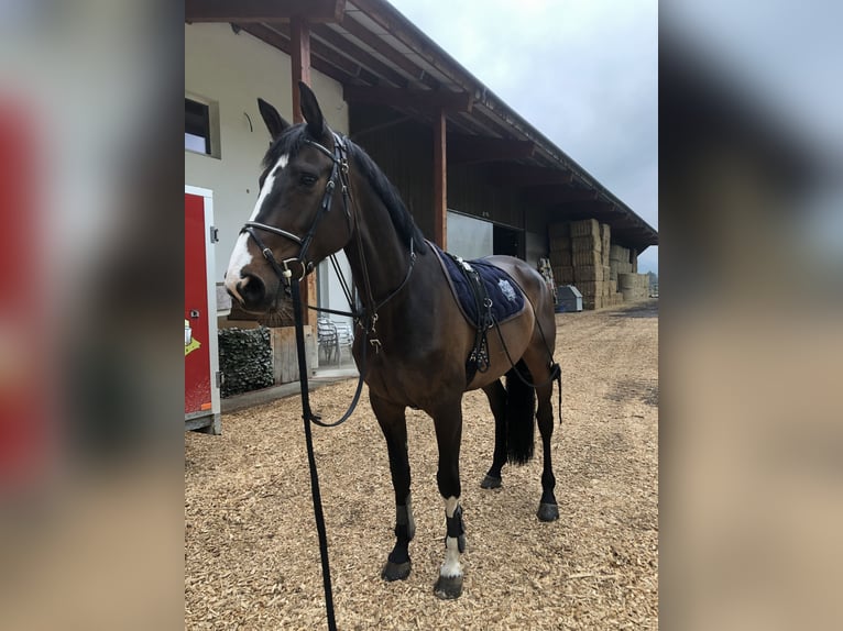 Anglo European Studbook Mare 14 years 16,2 hh Brown in Sonceboz