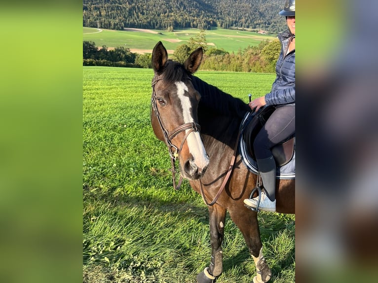 Anglo European Studbook Mare 14 years 16,2 hh Brown in Sonceboz