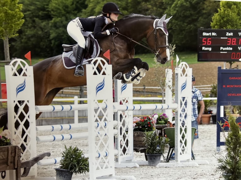 Anglo European Studbook Mare 14 years 16,2 hh Brown in Sonceboz